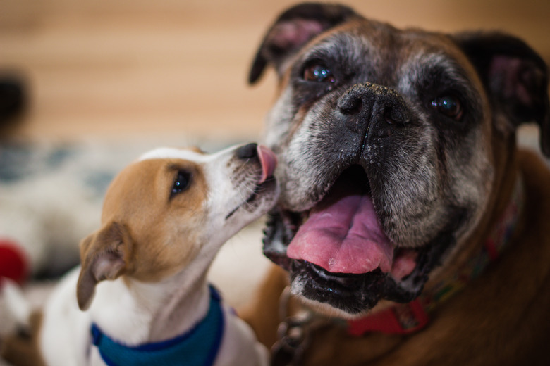 Close-Up Of Dogs