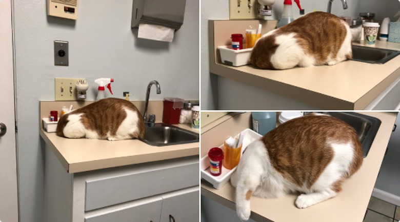 cat sticks head into trash hole at veterinarian