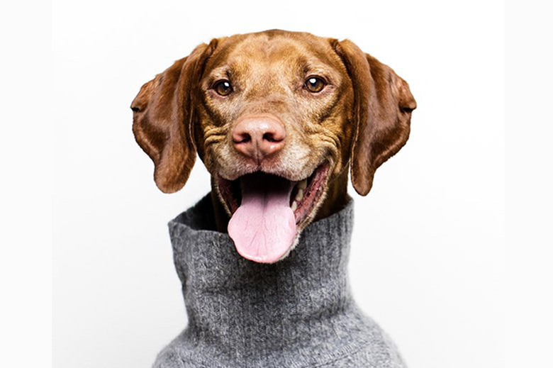 dogs with professional headshots