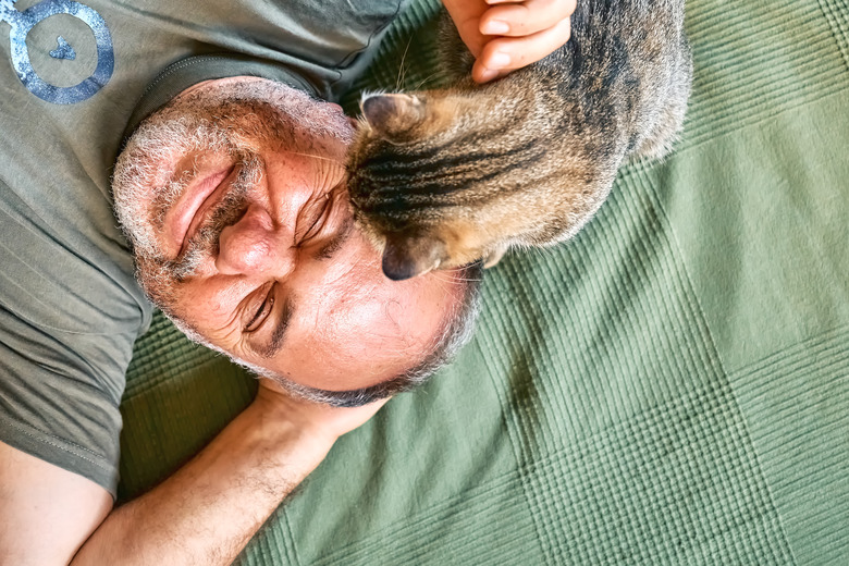 Top view of bearded middle-aged man lying on a bed and playing with his gray tabby cat. Human-animal relationships. Pets care. Funny home pet. Cat day. Selective focus.