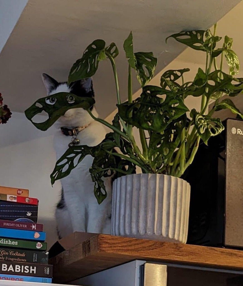 Cat hiding behind plant looks like they are wearing a robber