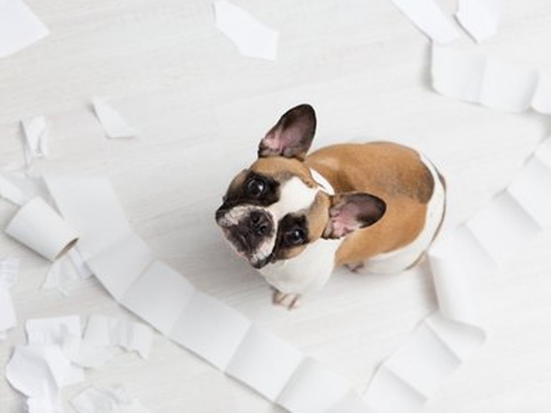 Home pet destruction on white bathroom floor with some piece of toilet paper. Pet care abstract photo. Small guilty dog with funny face.