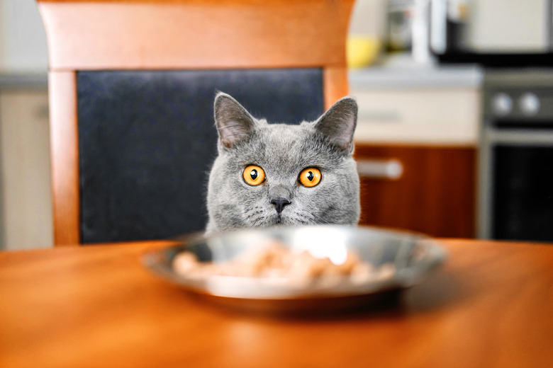 cat is looking at food, cat watches over the food, sly beautiful British gray cat, close-up, cat looks out from under the table