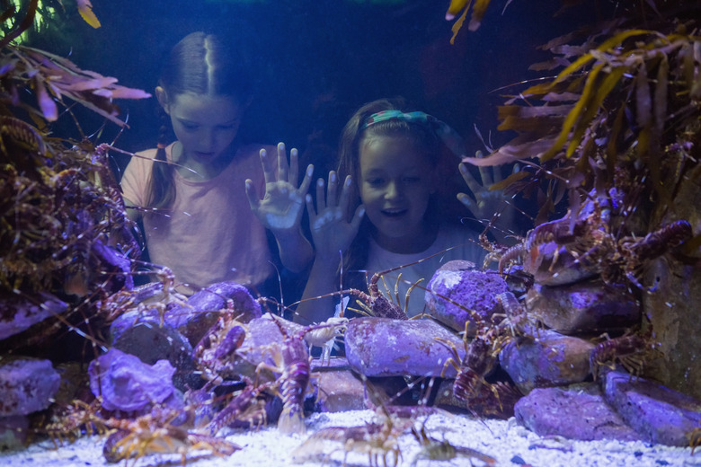 Cute girls looking at fish tank