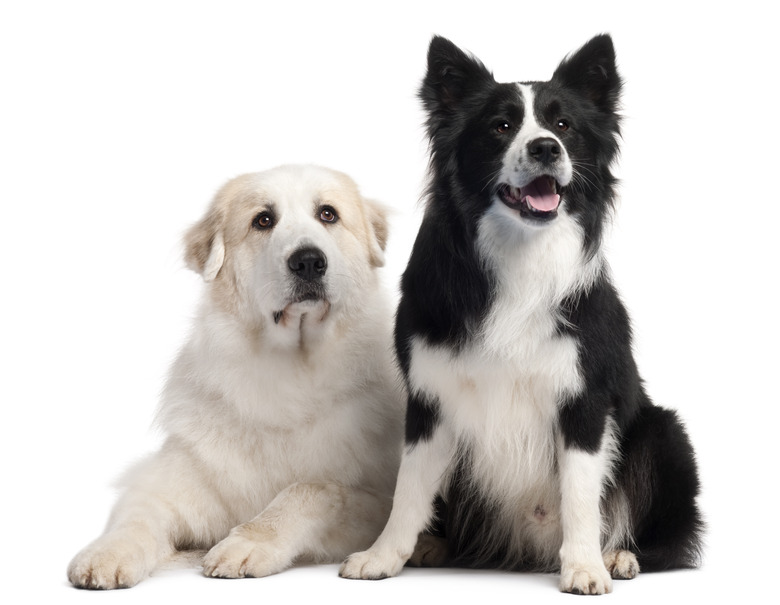 Great Pyrenees and Border Collie, 2 years old,