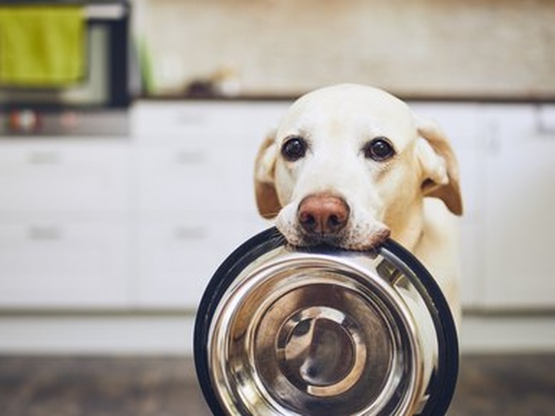 Dog waiting for feeding