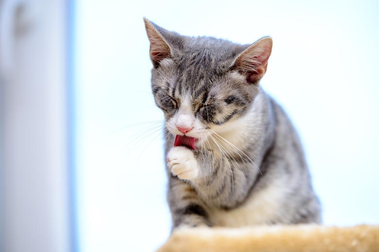 Kitten licking her paw