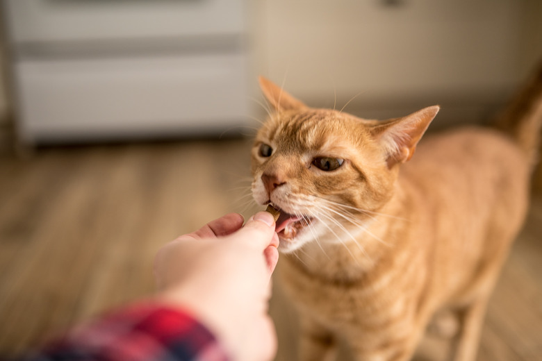 Ginger cat eating a treat from a hand