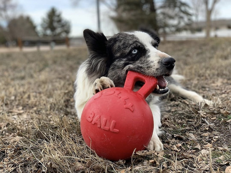 tug of war dog toy