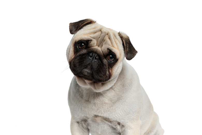 Wondering Pug puppy looking forward with his head tilted