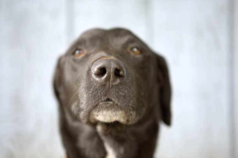 A close-up of an older dog