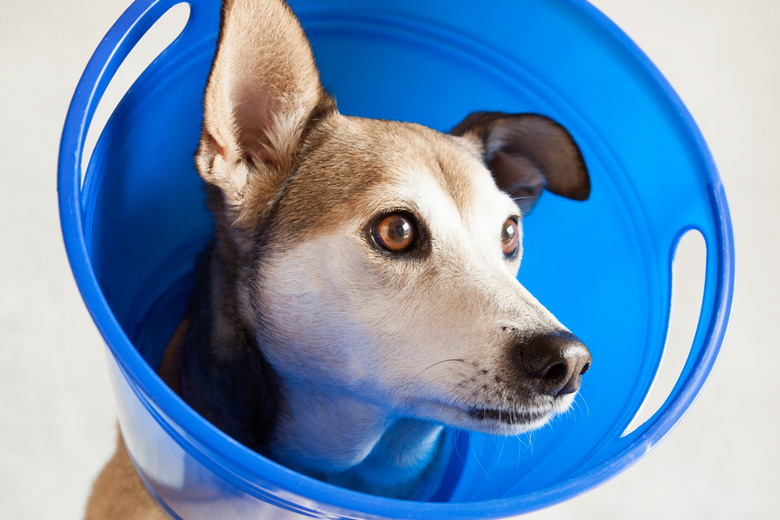 How To Make A Dog Head Cone To Prevent Wound Licking Cuteness