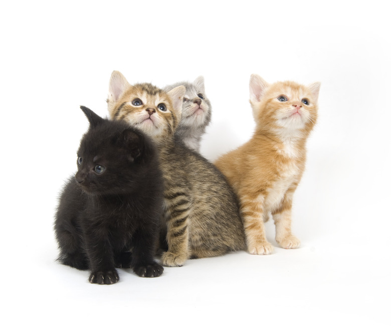 Four kittens on a white background