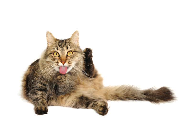 Symptoms Of Hemorrhoids In Cats Cuteness