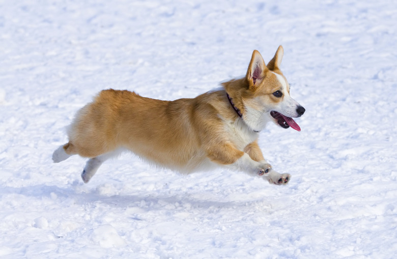 What Types Of Dogs Have Short Tails Cuteness