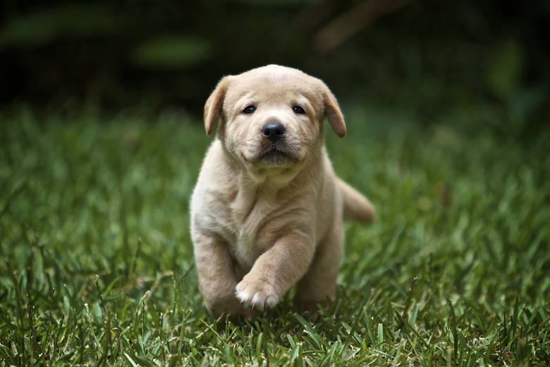 Labrador retriever puppy running