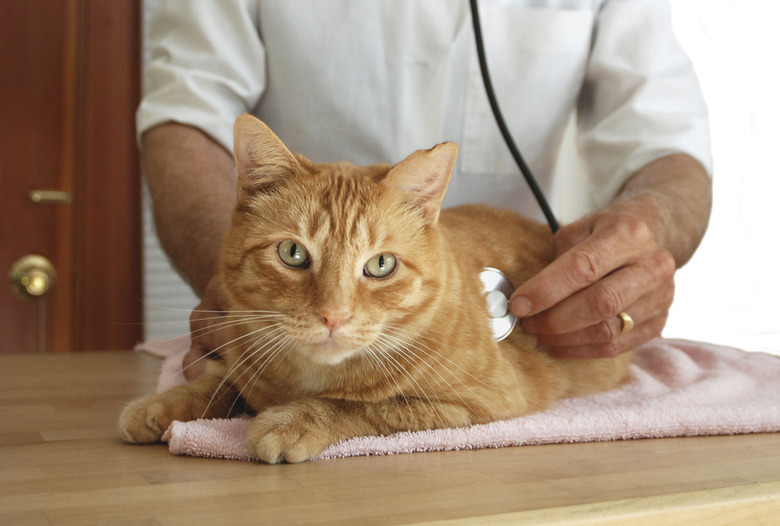 Orange cat sitting on table while vet listens to heart with stethoscope