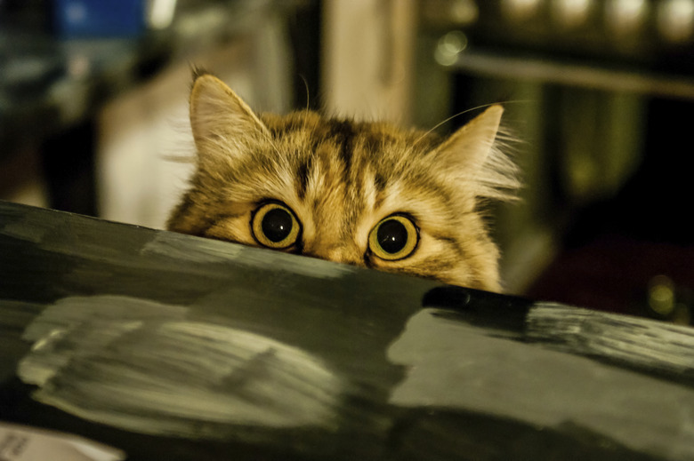 Cat peeking up over barrier