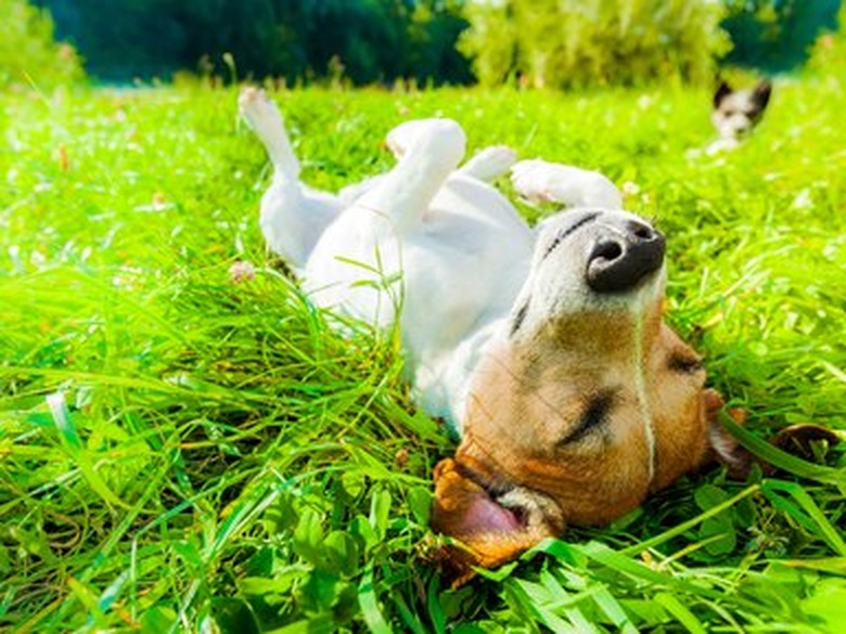 dog siesta at park