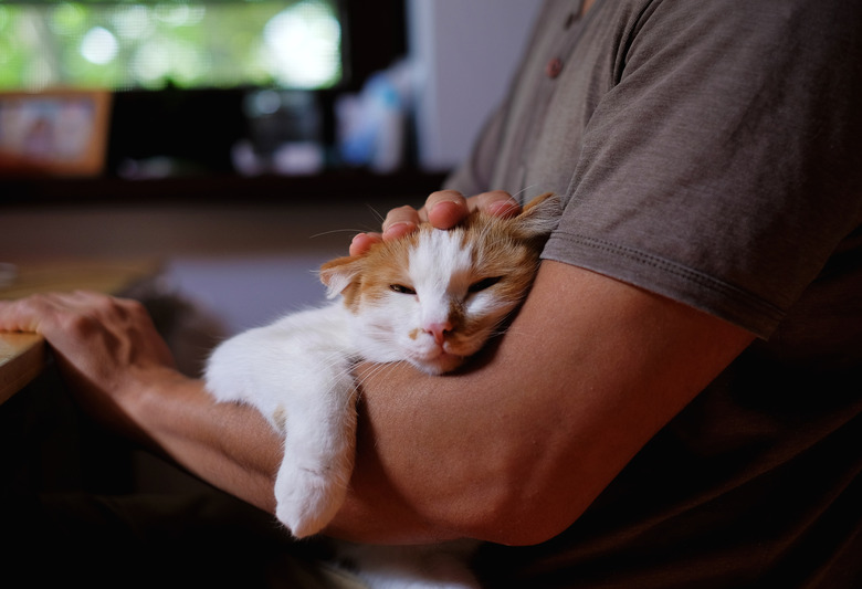 Cute cat lying on man