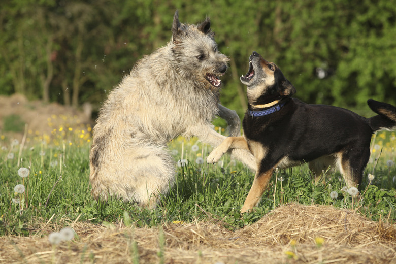 Two dogs fighting with each other