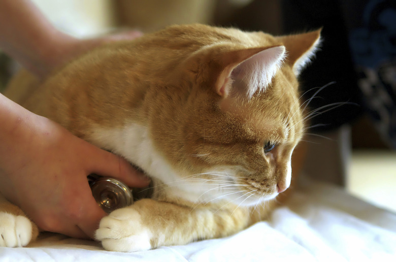 Closeup of an orange cat