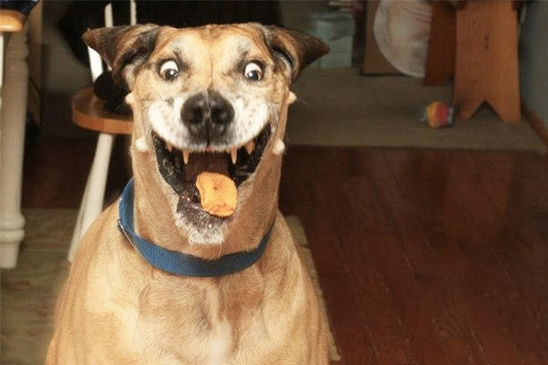 dogs excited about Christmas