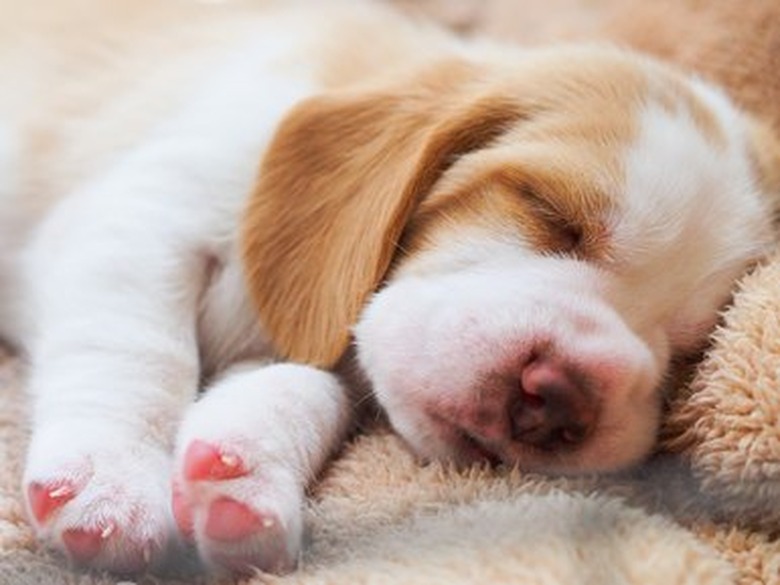 Beagle puppy sleep