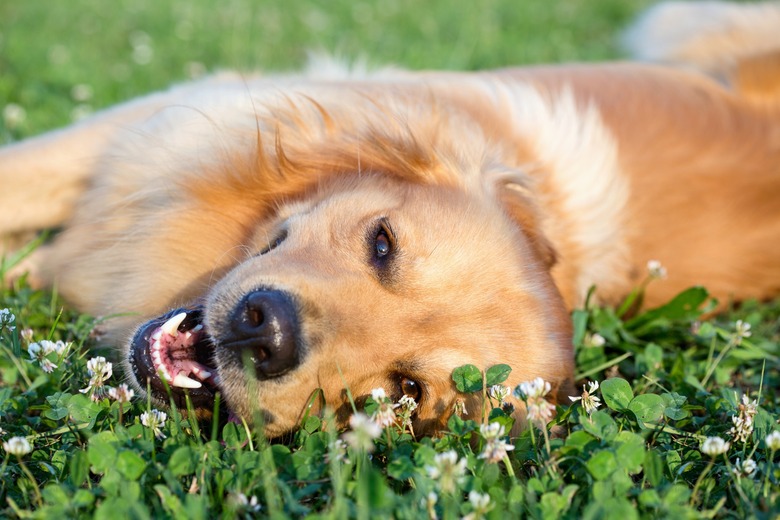 Portrait young dog playing in the meadow