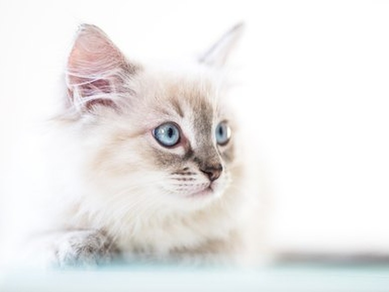 Ragdoll kitten