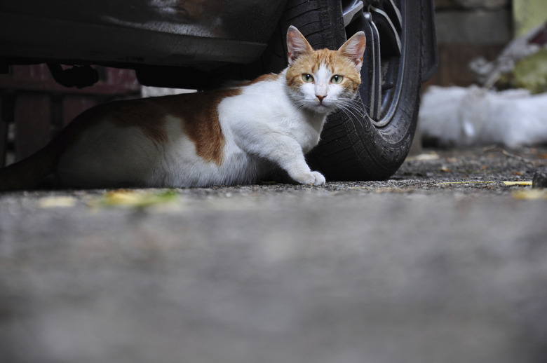 do-feral-cats-make-good-pets-cuteness