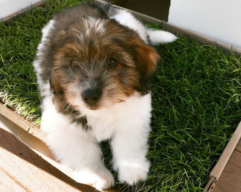 Coton de Tuléar Puppy in Box of Grass