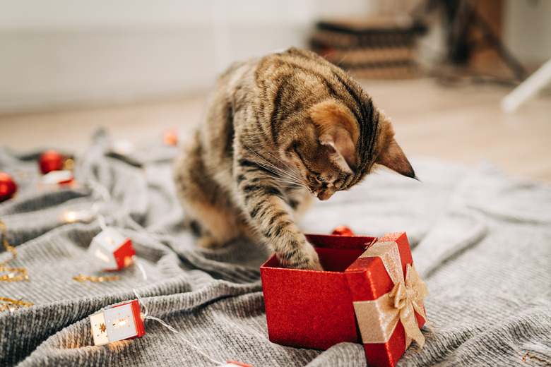 Tabby cat plays at the Christmas tree, Christmas holidays