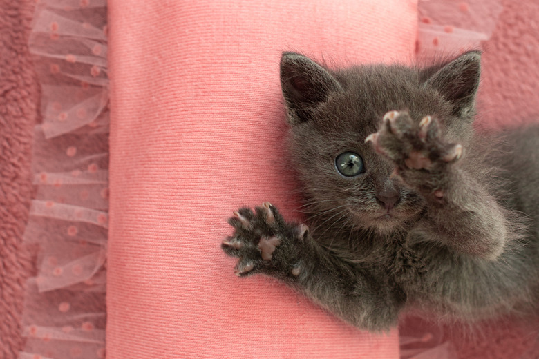 Gray kitten with claws on a pink pillow