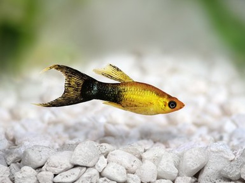 Golden black Lyretail Molly Poecilia latipinna aquarium fish