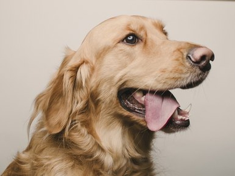 Golden Retriever sitting for portrait