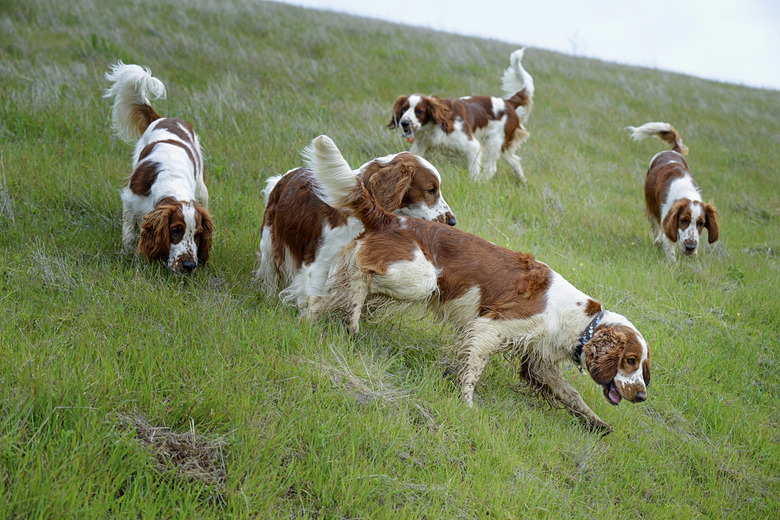 Five Welsh Springer Spaniels Running in Green Grass