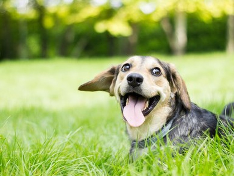 Funny dog with his tongue out