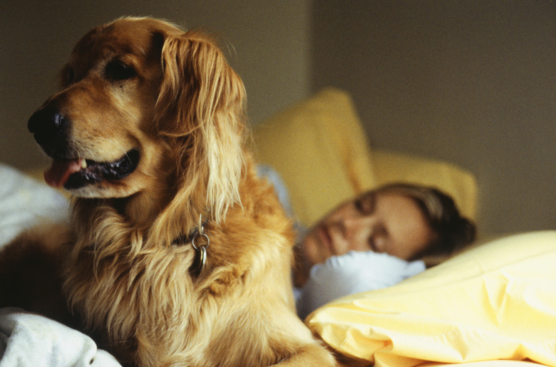 How To Train A Dog To Sleep With You Cuteness