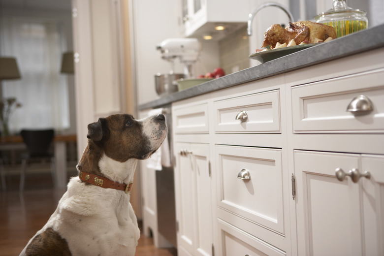 Dog in kitchen looking at food on counter