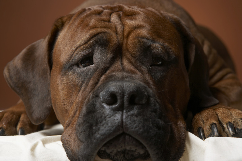 Close-up of a brown dog