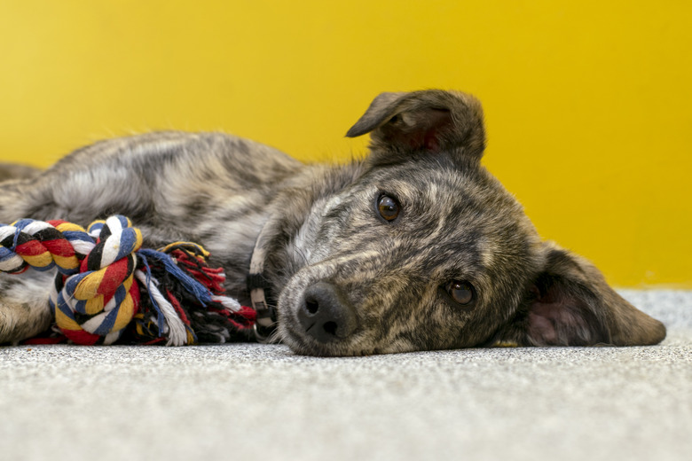 A brindle puppy lies on its side with a rope toy in front of its paws.