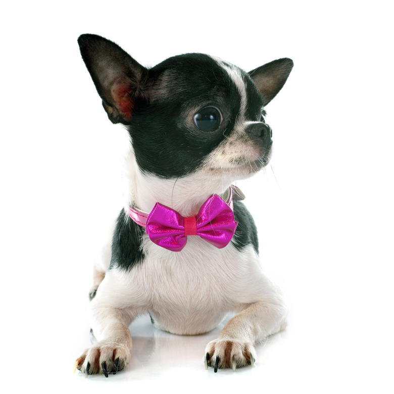 How To Put Bows In A Chihuahua s Short Hair Cuteness