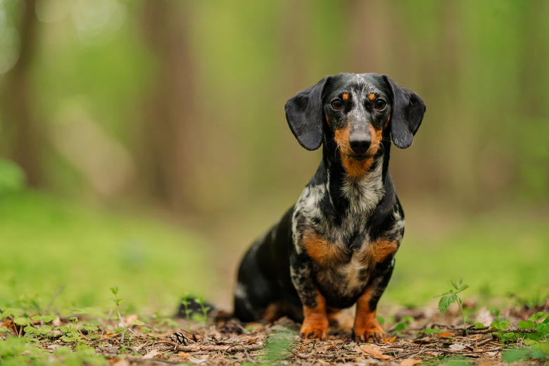 What Is The Difference Between A Kaninchen A Miniature Dachshund Cuteness