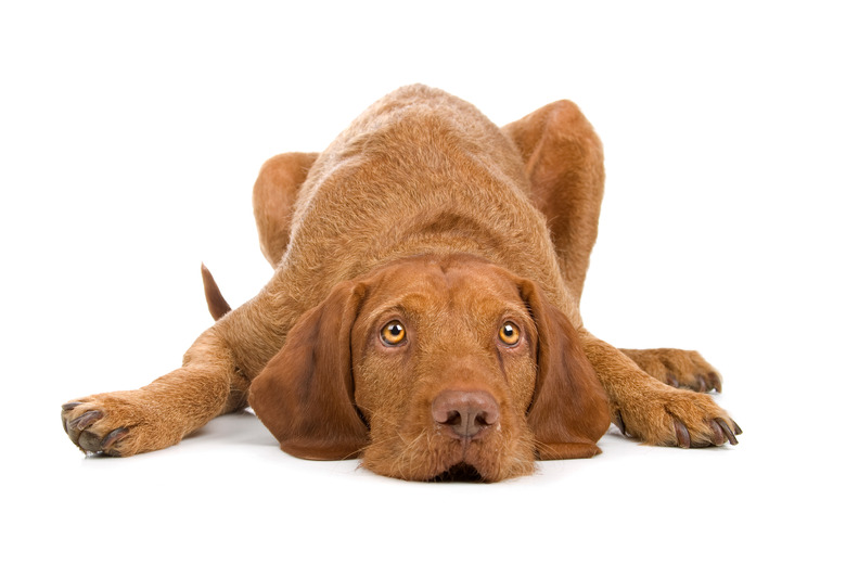 Wirehaired Vizsla Dog Breed Facts & Information