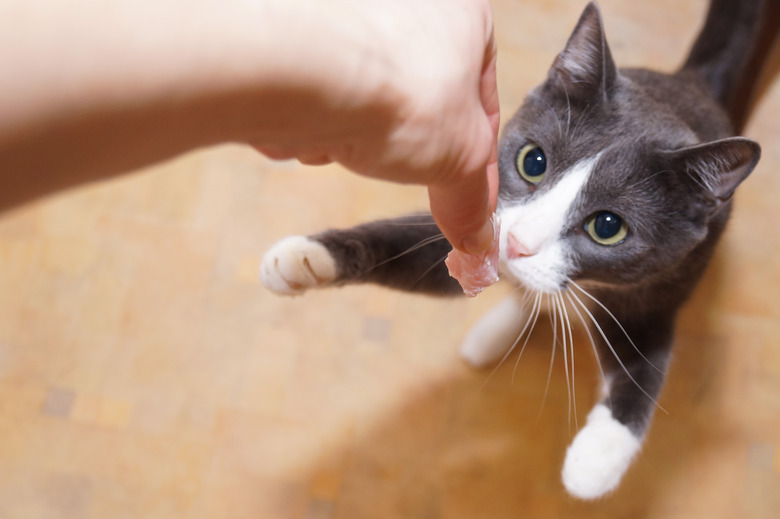 Gray cat standing on its hind legs, begging, collecting, asking for food, meat in the living room. A woman