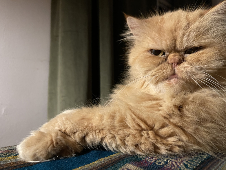 Closeup of an orange cat