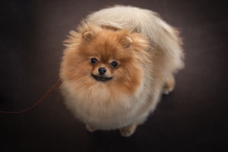 Pomeranian long hair best sale