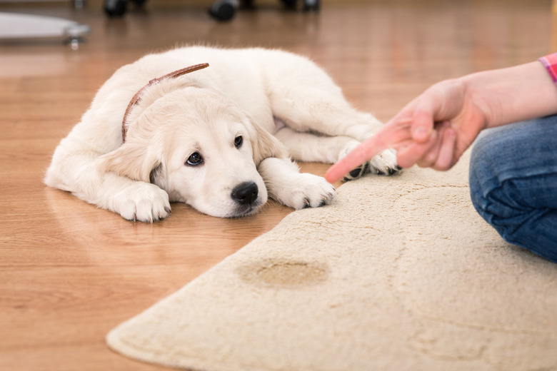 house training of puppy