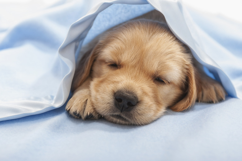 Golden Retriever puppy sleeping under a blue blanket- 4 weeks old